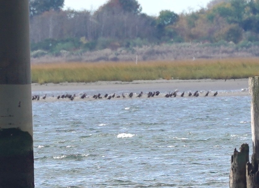 Double-crested Cormorant - ML610246424