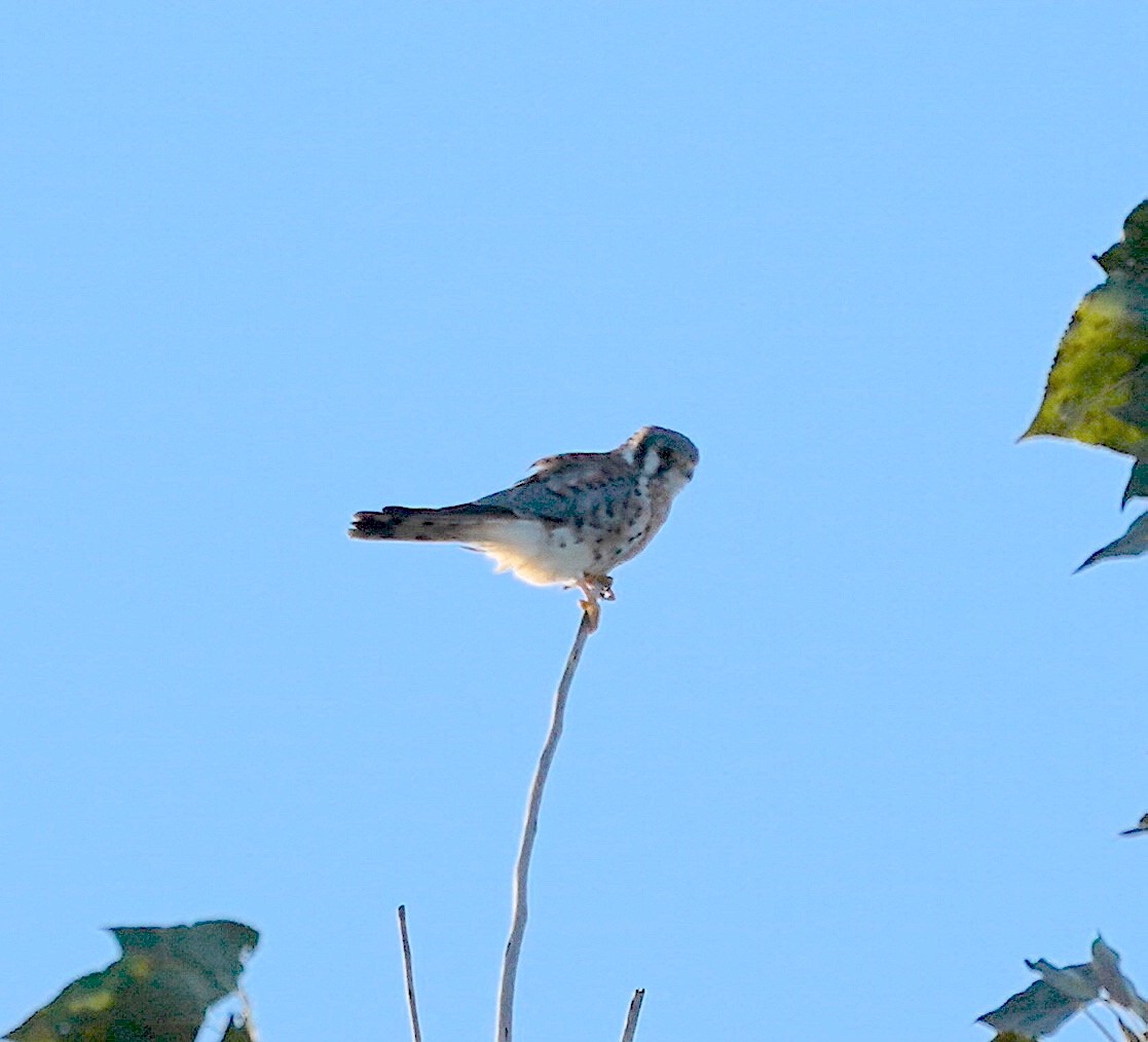 American Kestrel - Ryan Serio