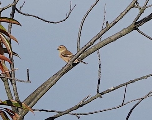 American Goldfinch - ML610246464