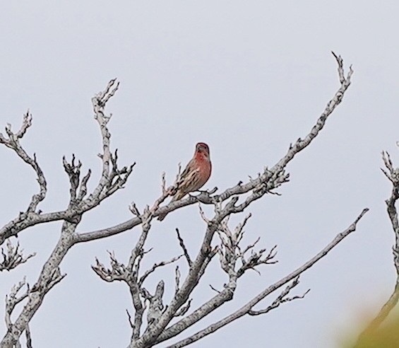 House Finch - Ryan Serio