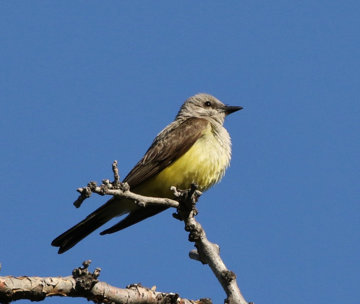 Western Kingbird - ML61024651