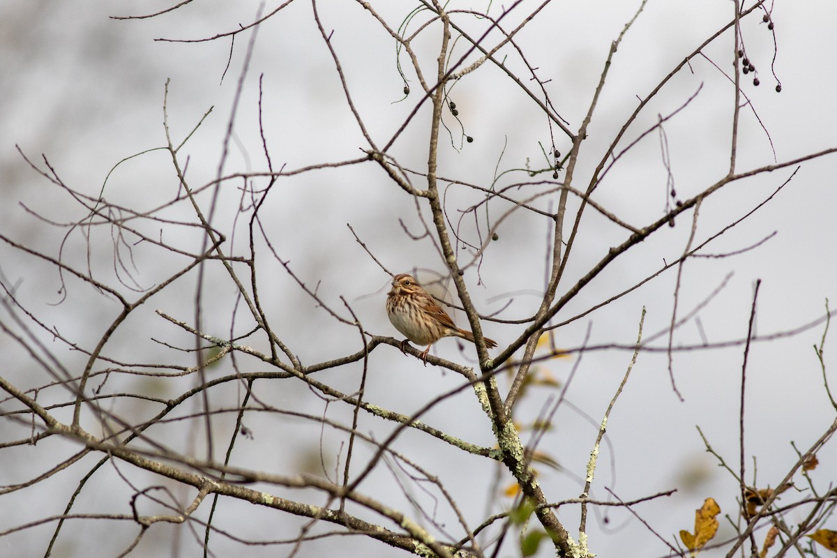 Song Sparrow - ML610246510