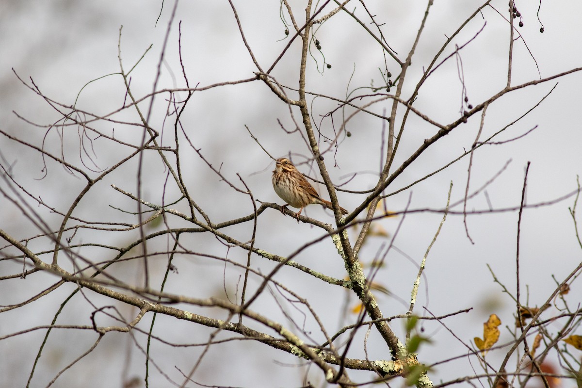 Song Sparrow - ML610246511