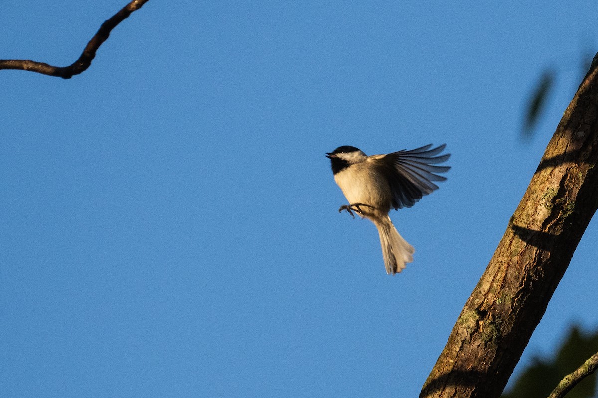 Carolina Chickadee - ML610246543