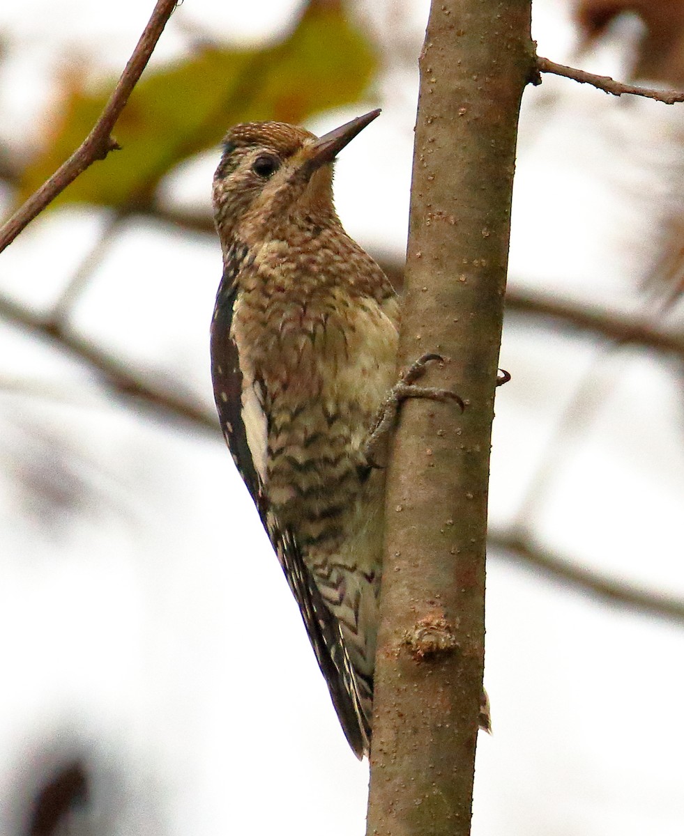 Yellow-bellied Sapsucker - ML610246730