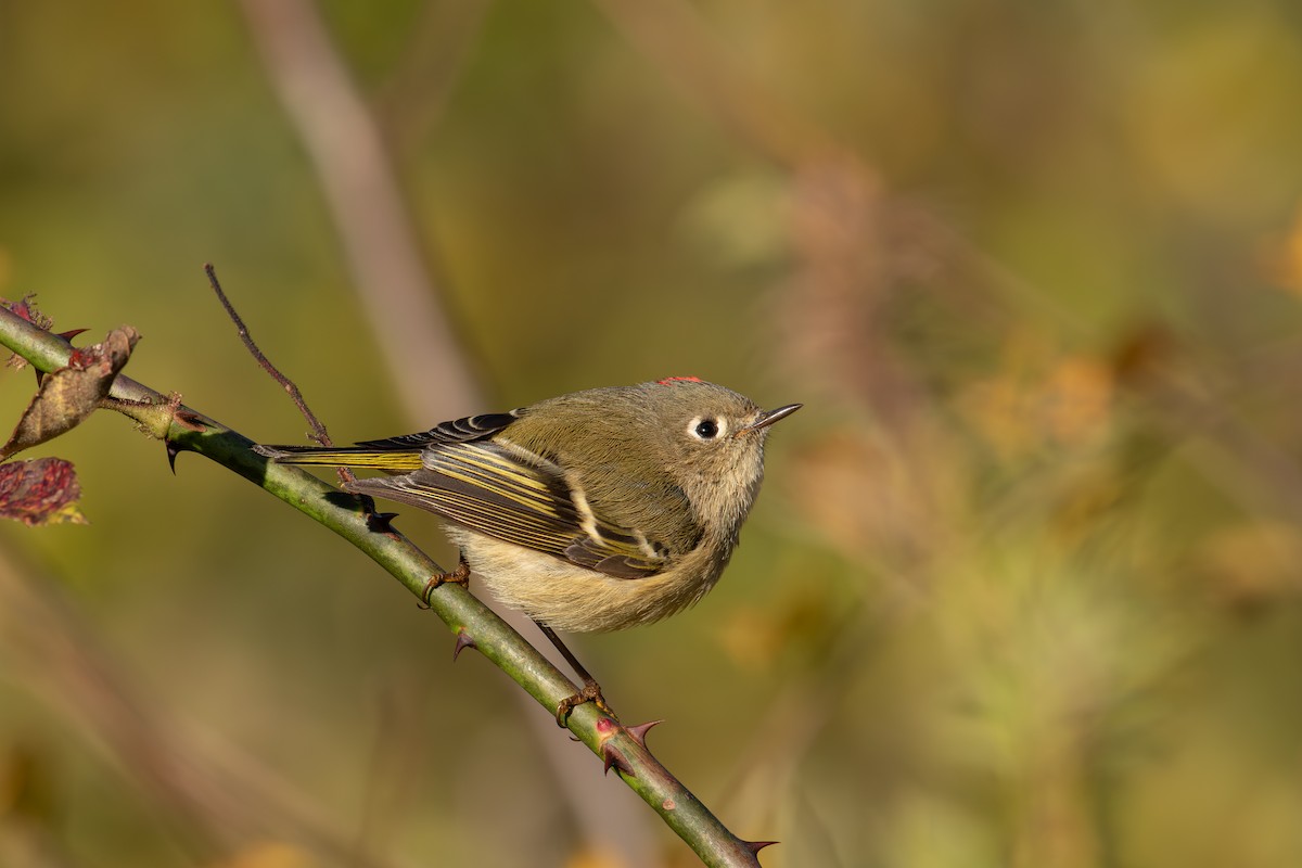 Ruby-crowned Kinglet - Alton Spencer