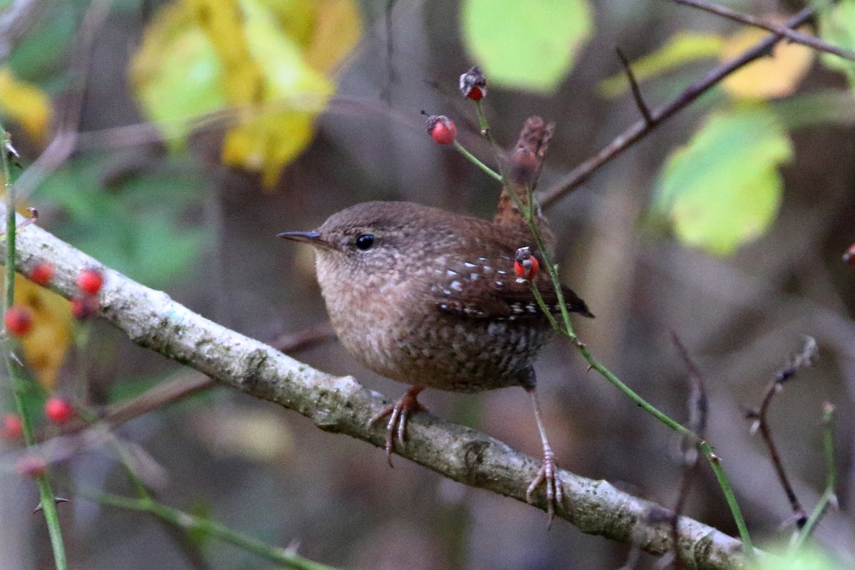 Winter Wren - ML610246739