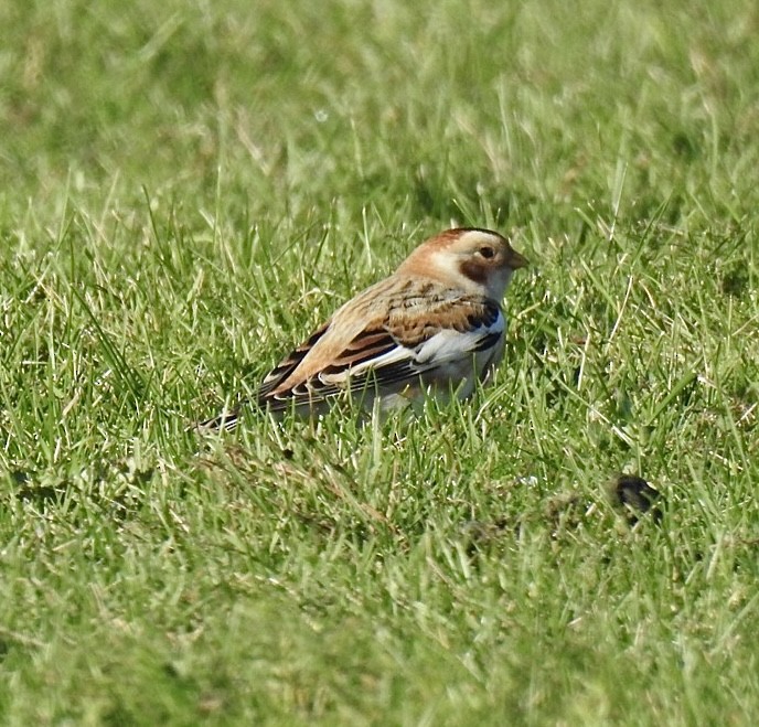 Snow Bunting - ML610246794