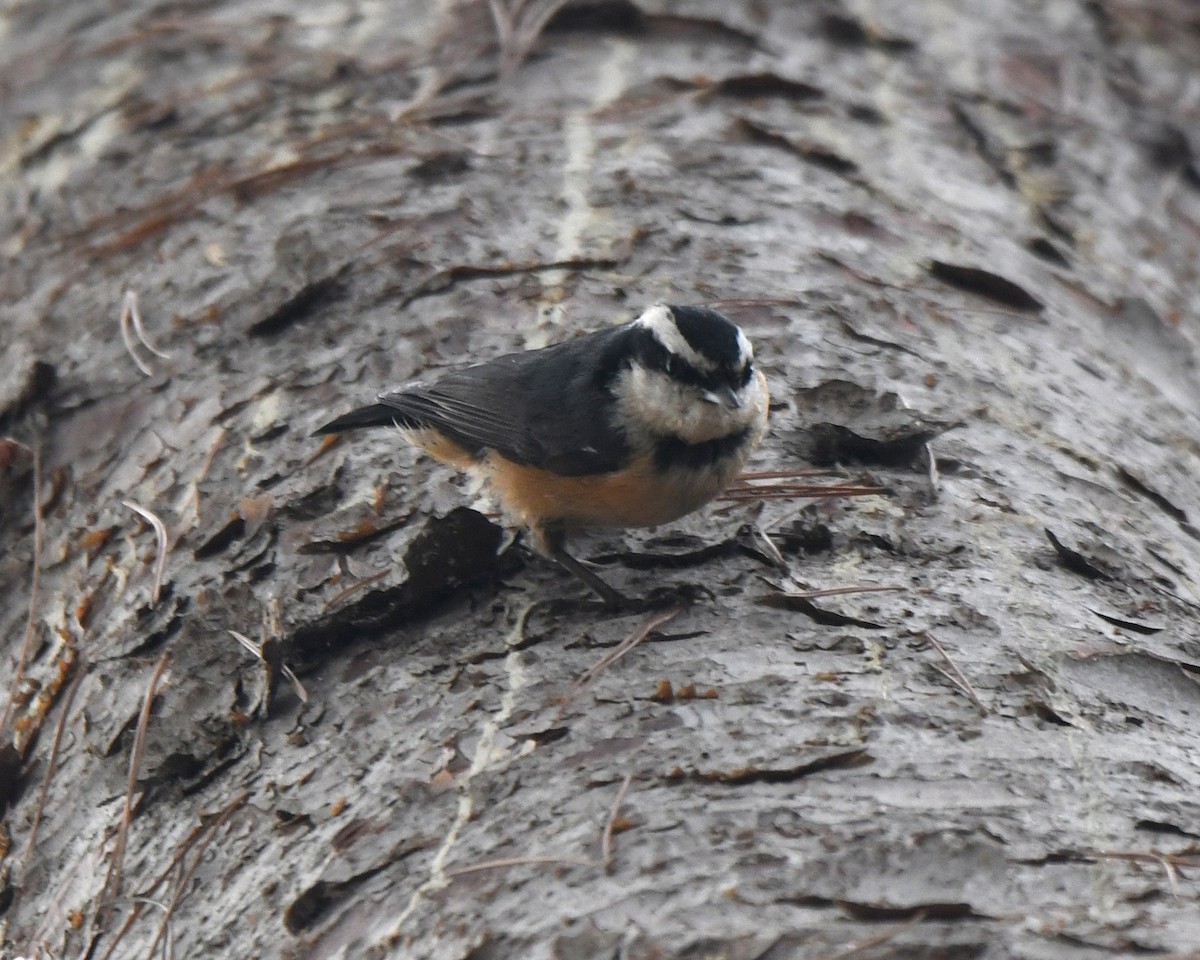 Red-breasted Nuthatch - ML610246850