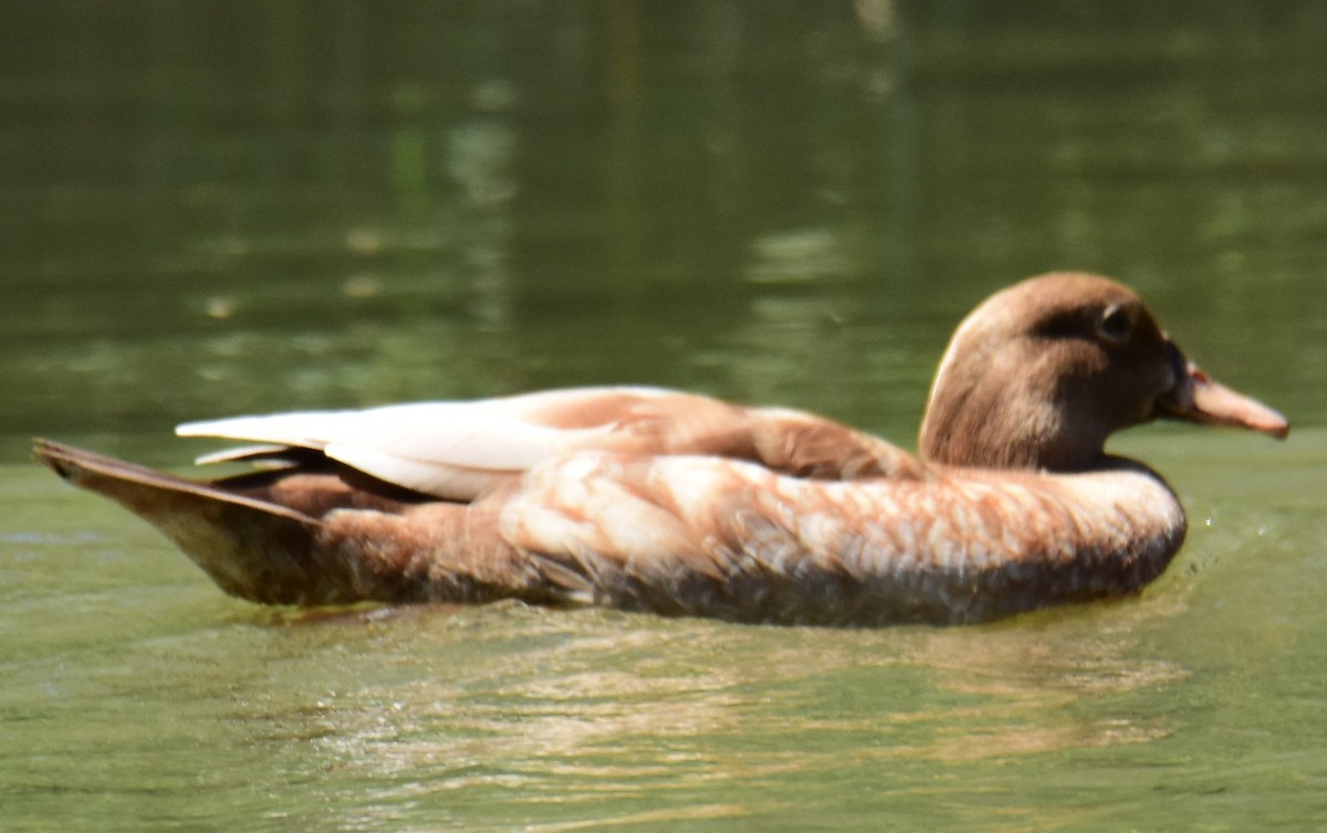 duck sp. - ML610246913