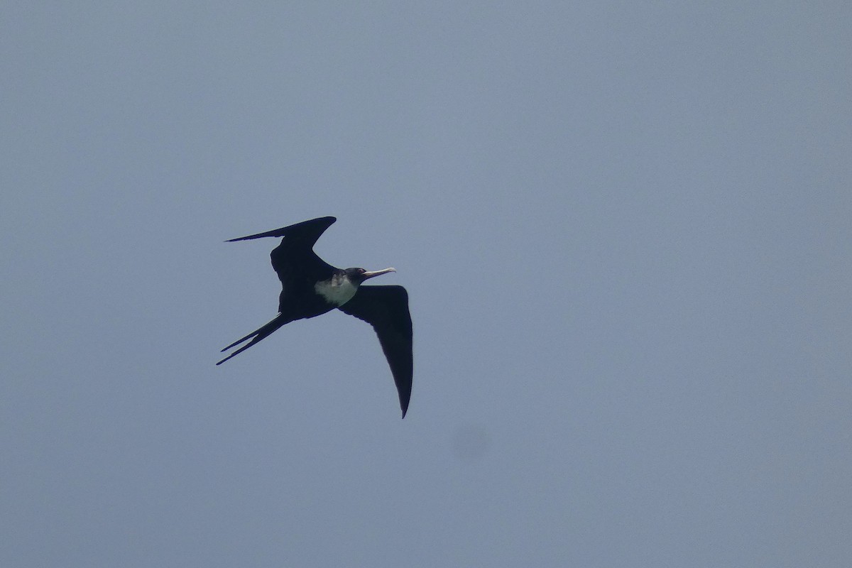 Lesser Frigatebird - ML610246917