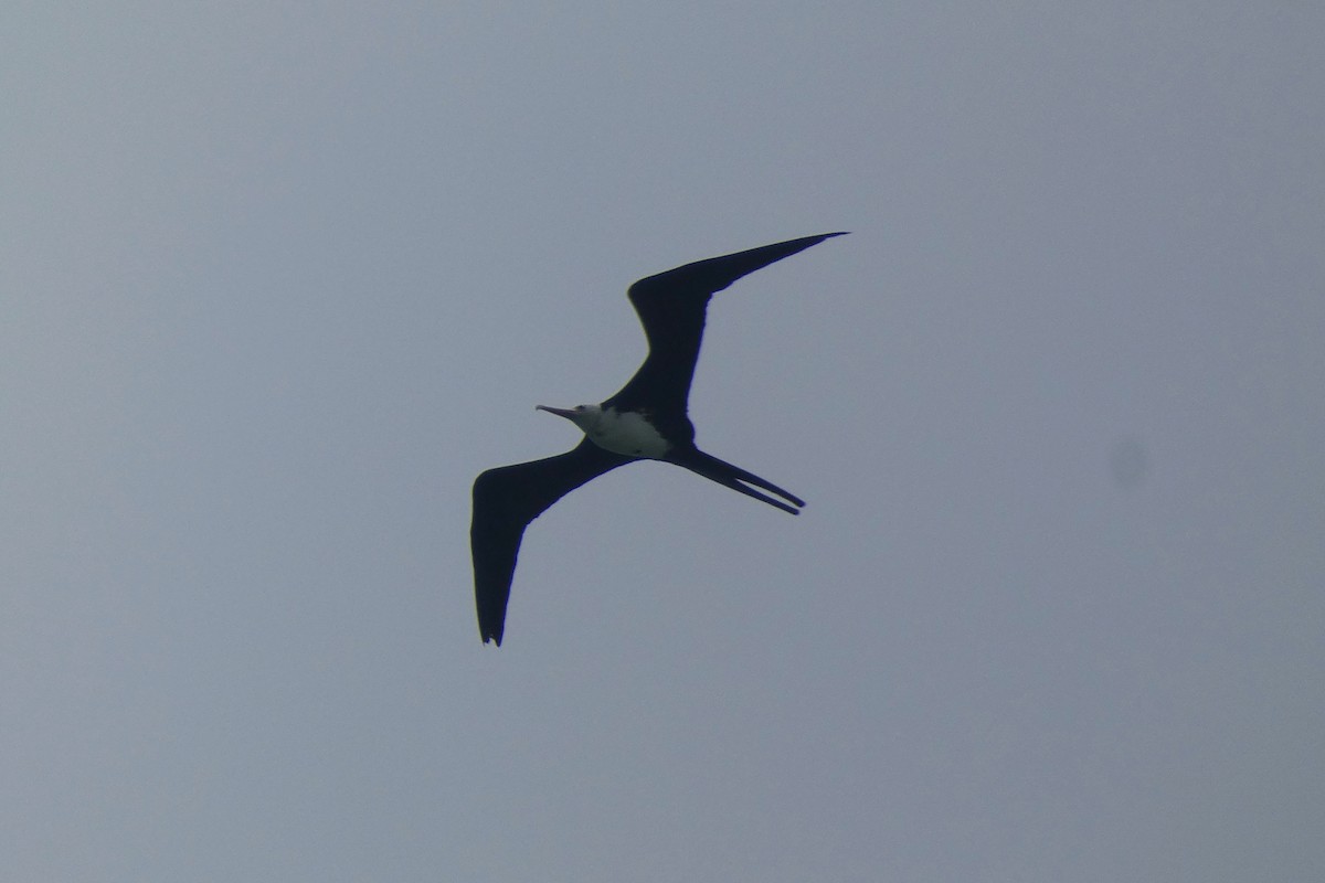 Great Frigatebird - ML610246922