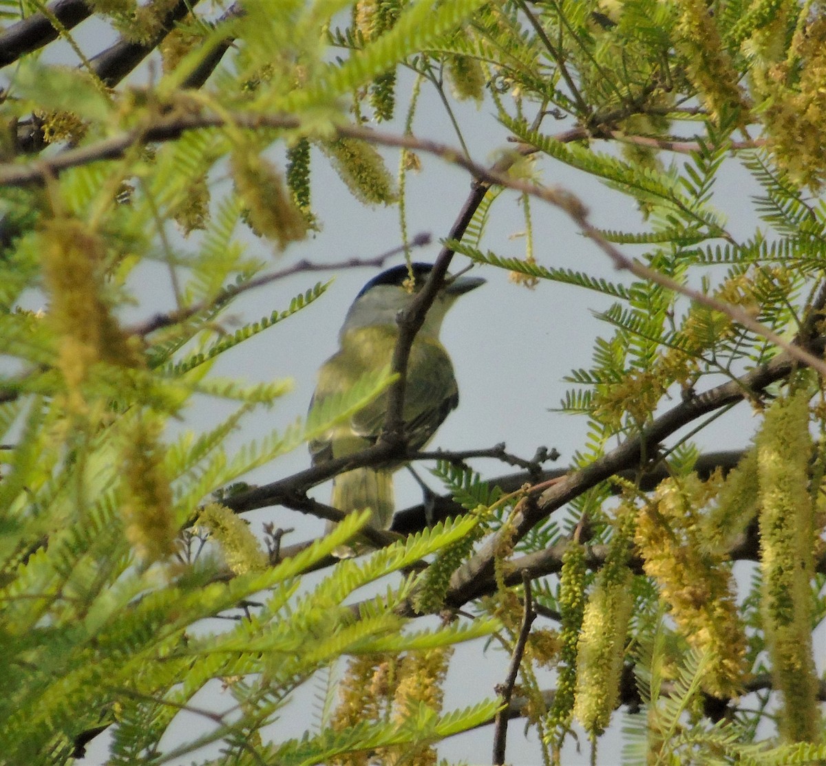 Green-backed Becard - Oliver Kohler