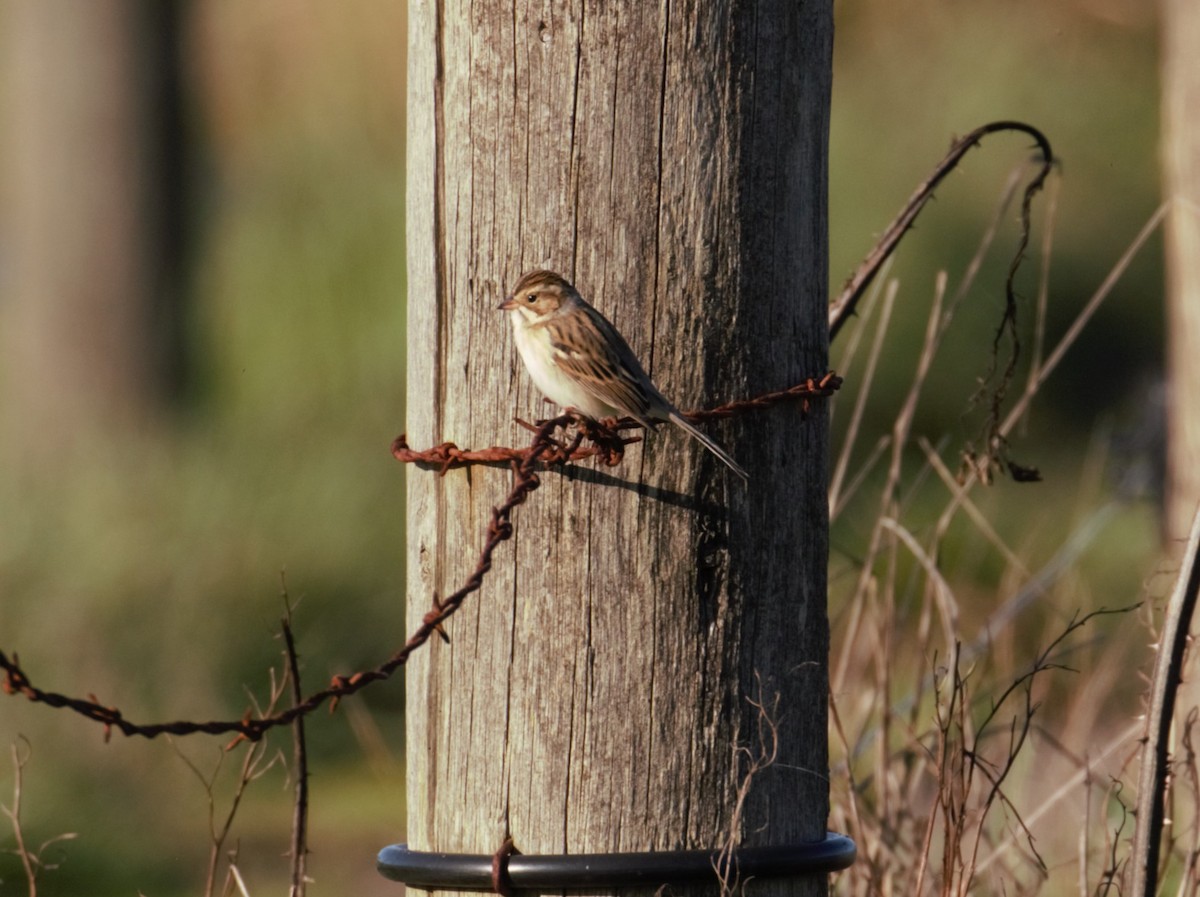 Clay-colored Sparrow - Gwen Starrett