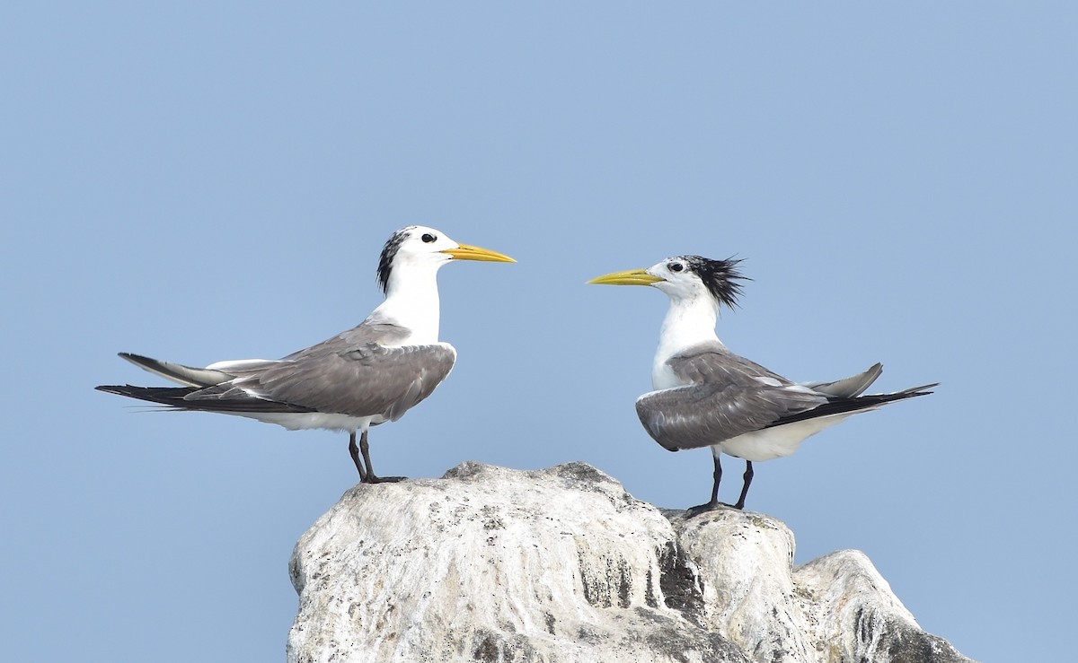 Great Crested Tern - ML610247135