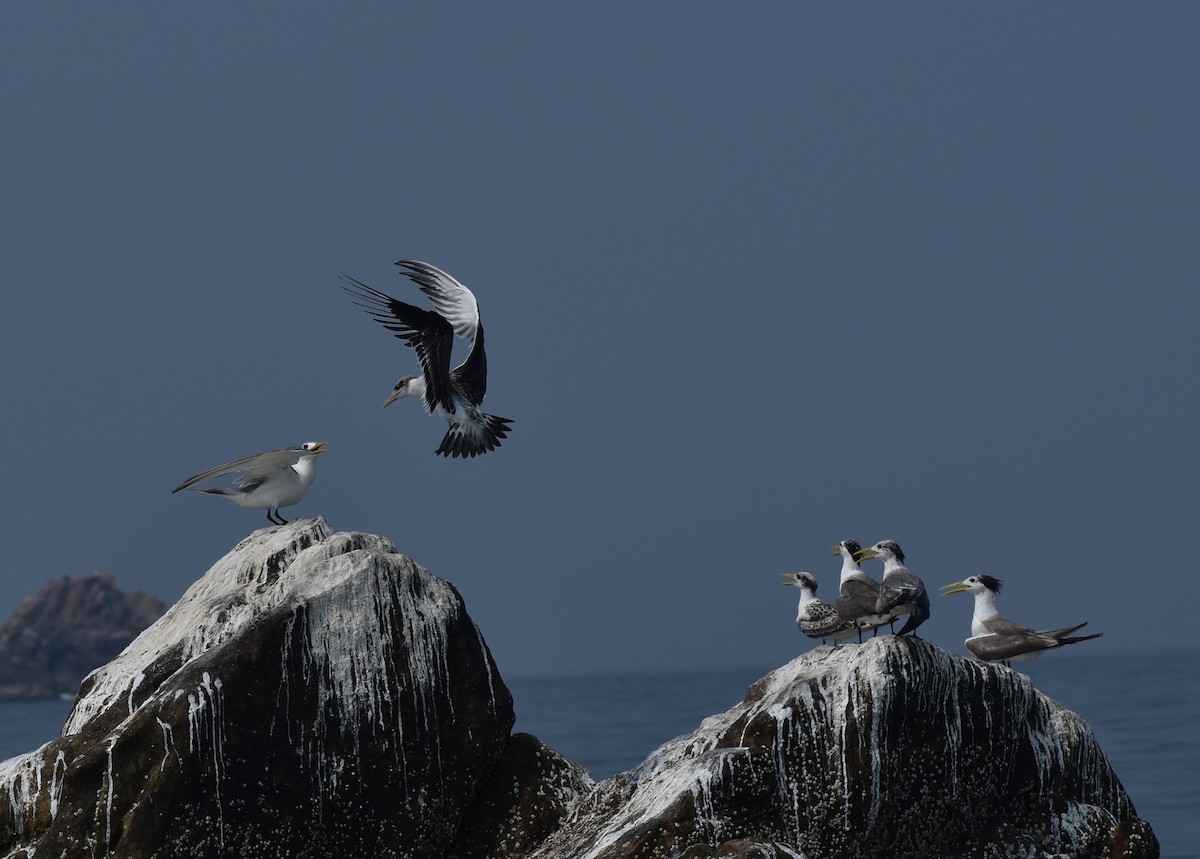 Great Crested Tern - ML610247136