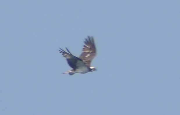 Osprey - ML610247152