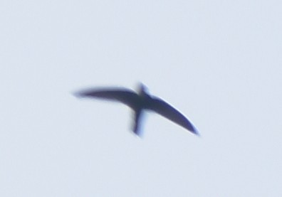 Indian Swiftlet - ML610247163