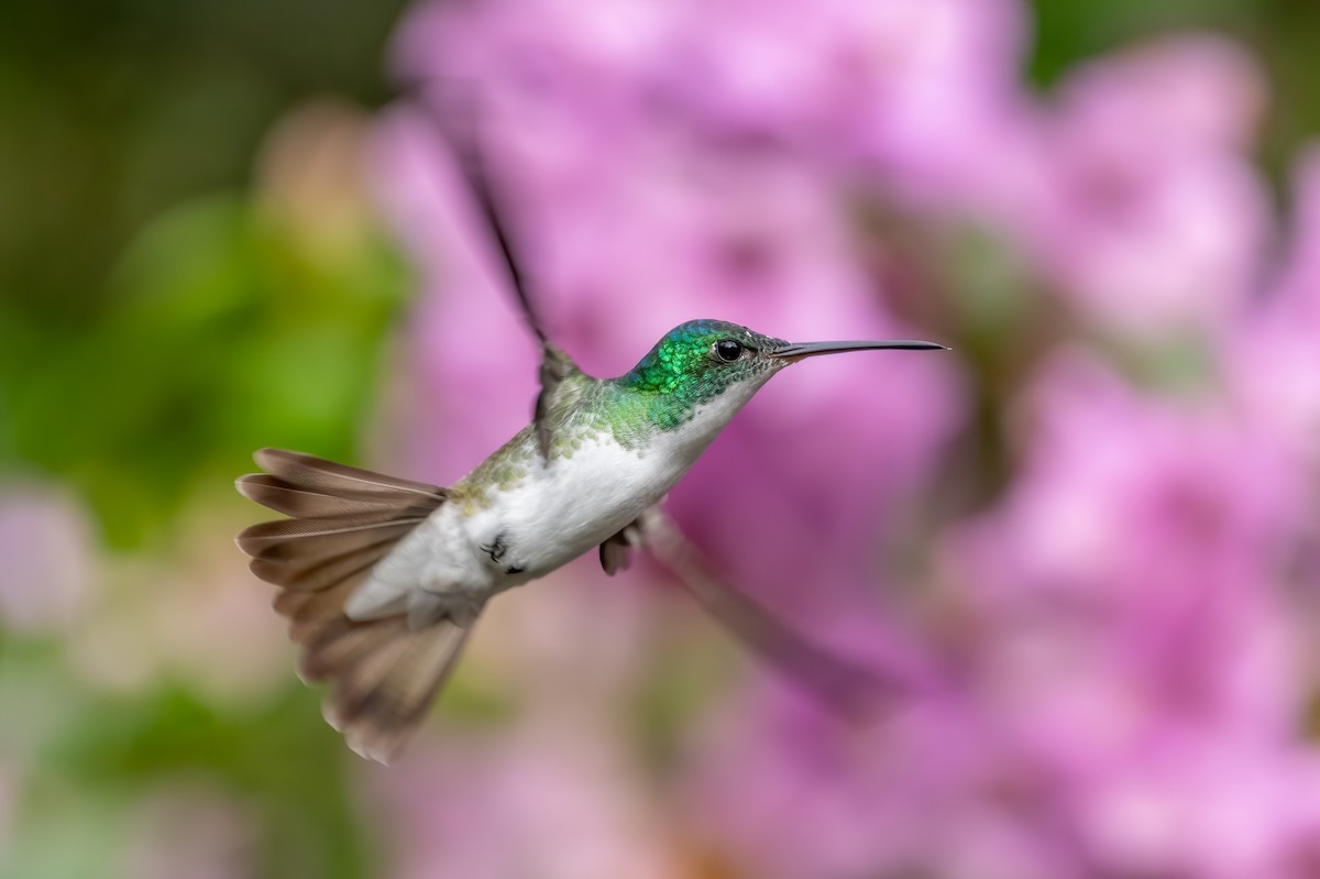 kolibřík andský - ML610247176