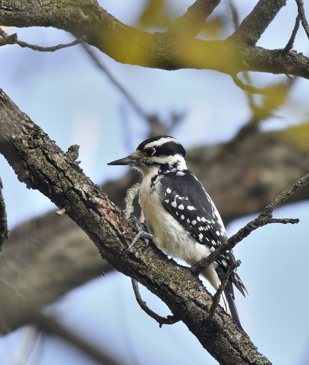 Hairy Woodpecker - ML610247297