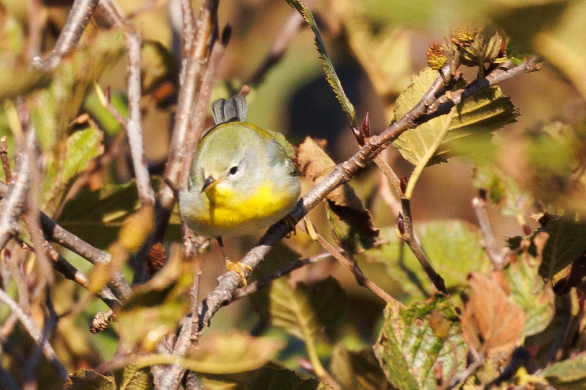 Northern Parula - ML610247341