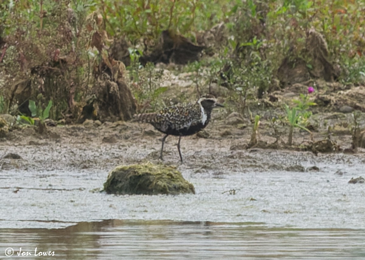 Chorlito Dorado Siberiano - ML610247458