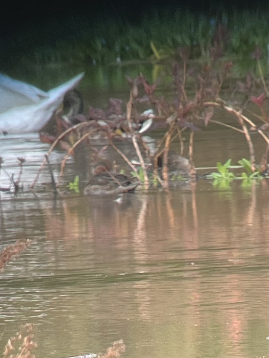 Green-winged Teal - ML610247478