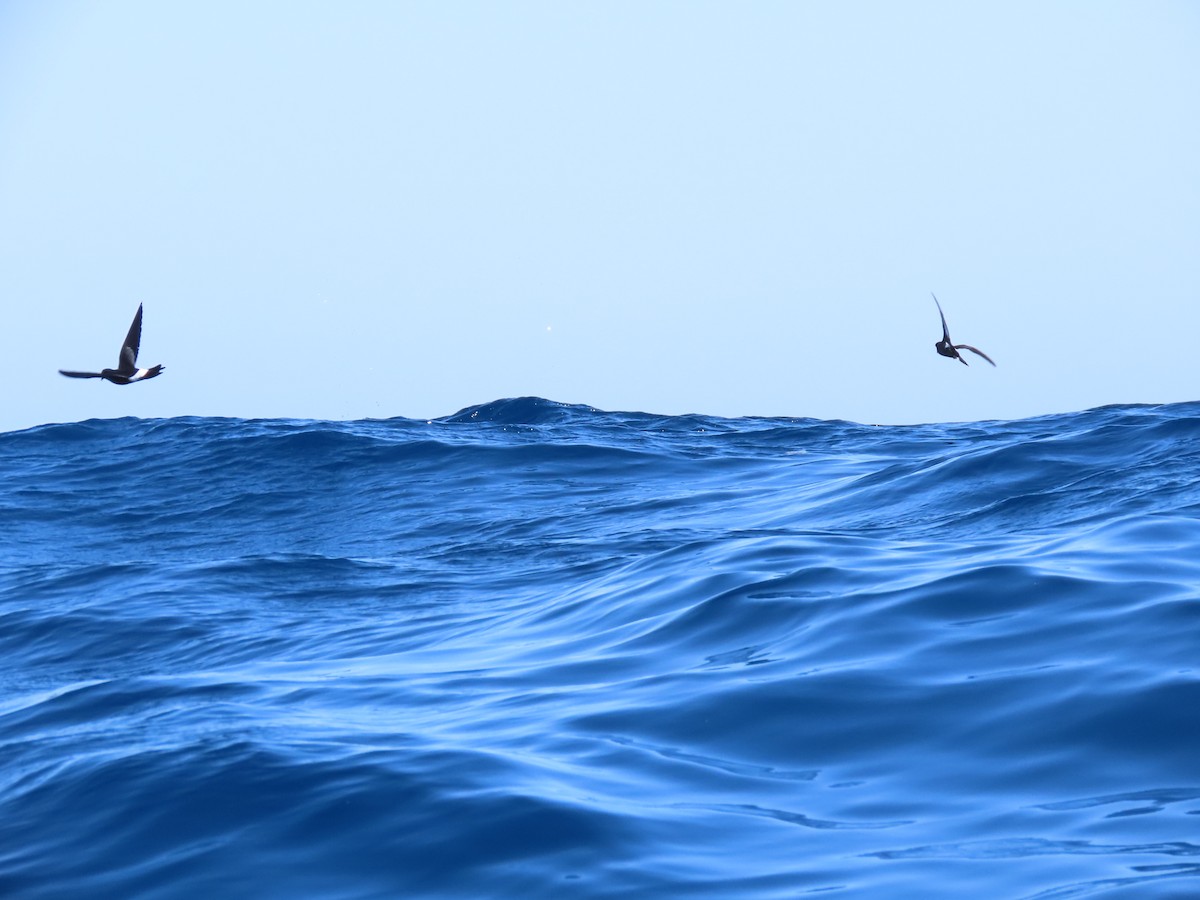 Wilson's Storm-Petrel - ML610247501