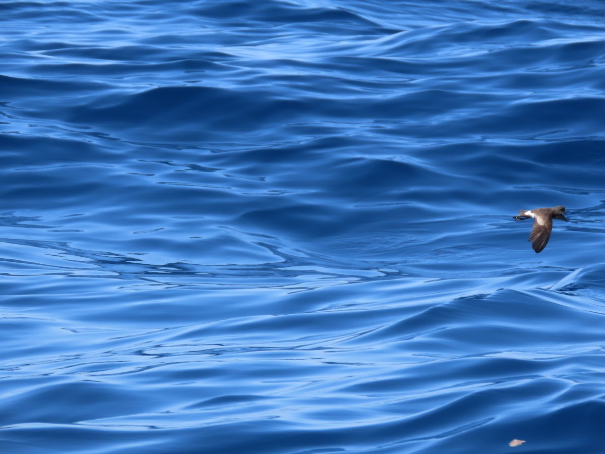 黃蹼洋海燕 - ML610247503