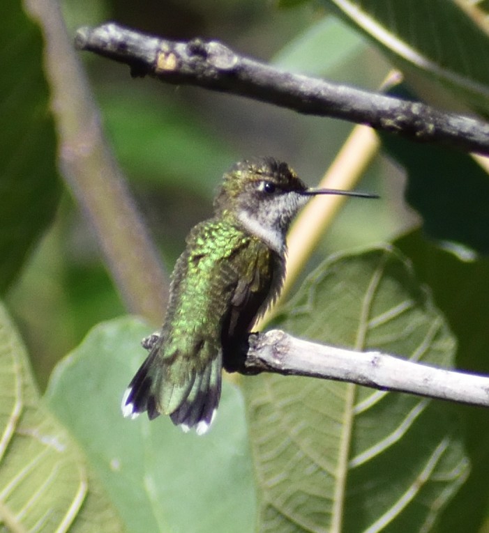 Ruby-throated Hummingbird - ML610247531
