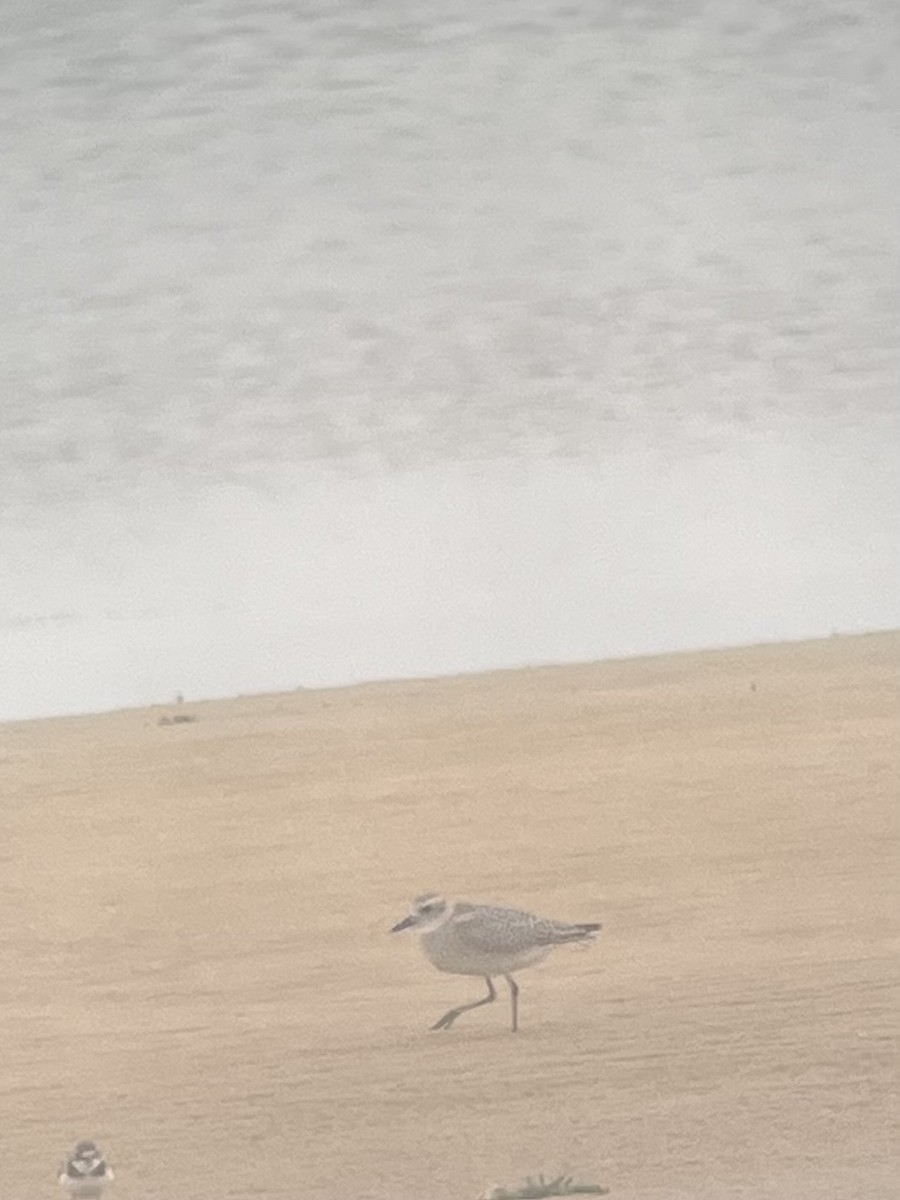 Black-bellied Plover - ML610247560