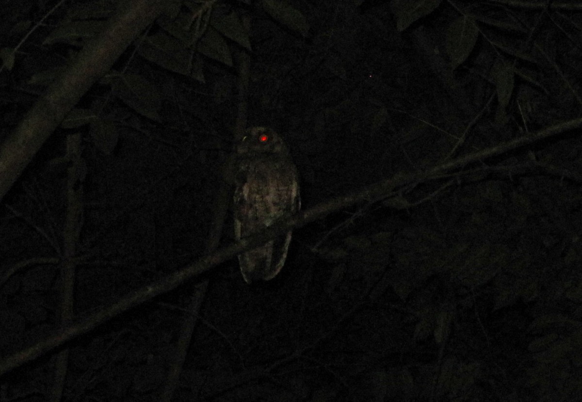 Montane Forest Screech-Owl - Morten Winther Dahl