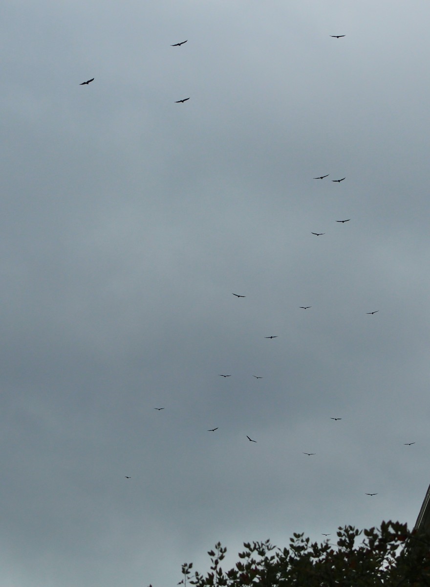 Turkey Vulture - ML610247602