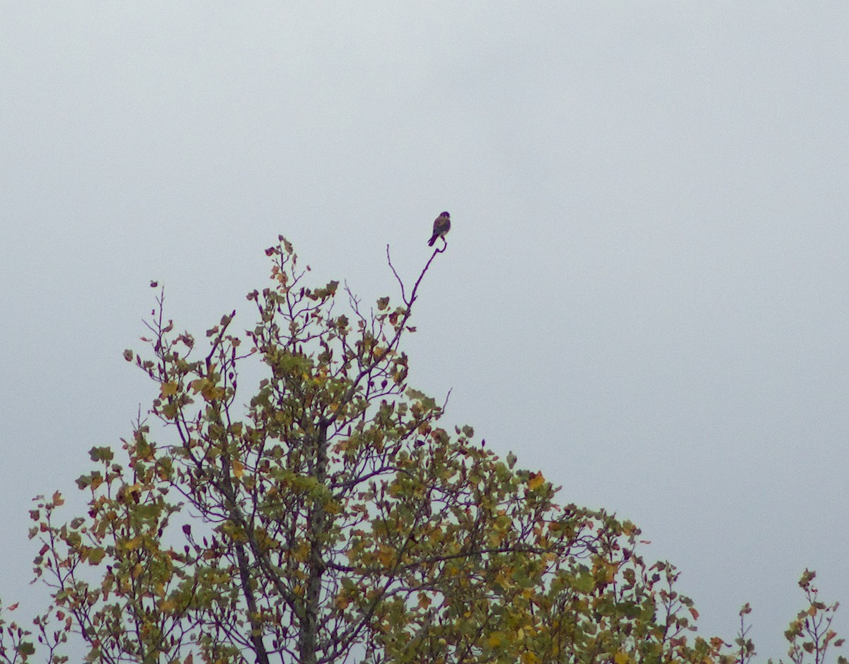 American Kestrel - ML610247723