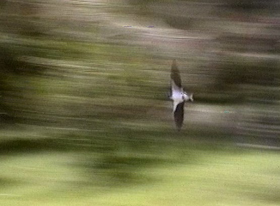 Pied-winged Swallow - ML610247752