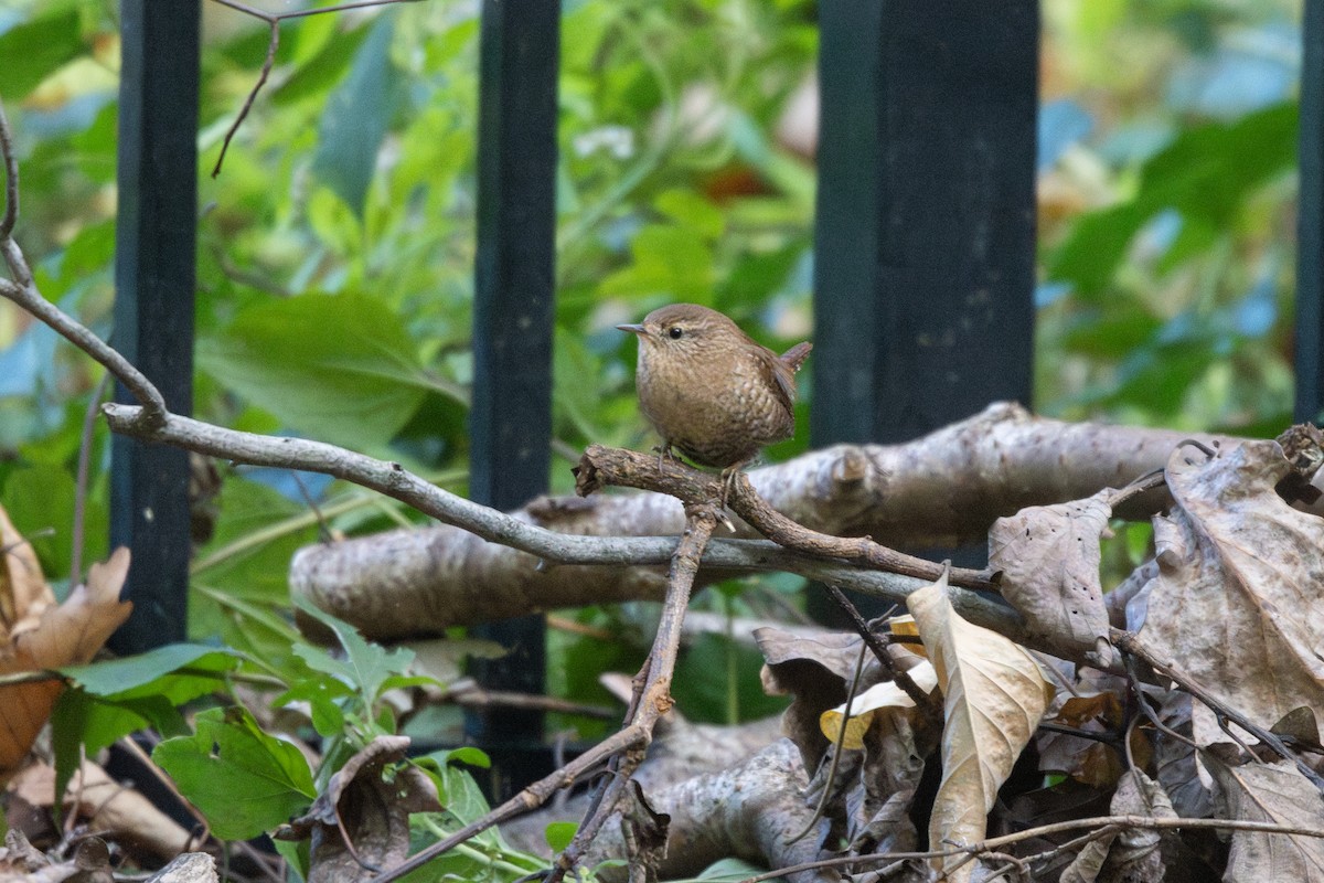 Winter Wren - Emily Smith