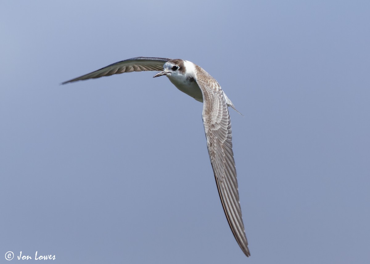 Black Tern (Eurasian) - Jon Lowes