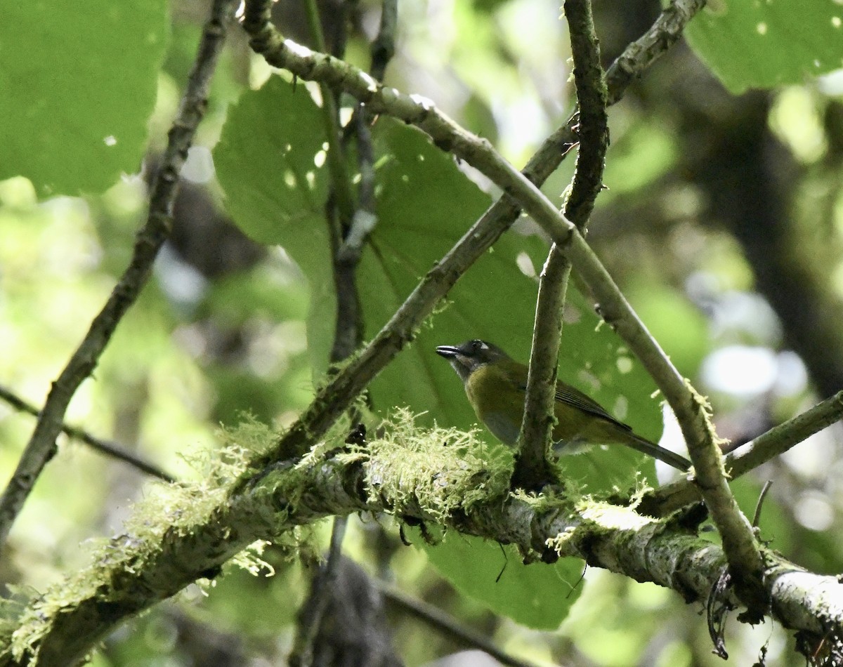 Common Chlorospingus - ML610248135