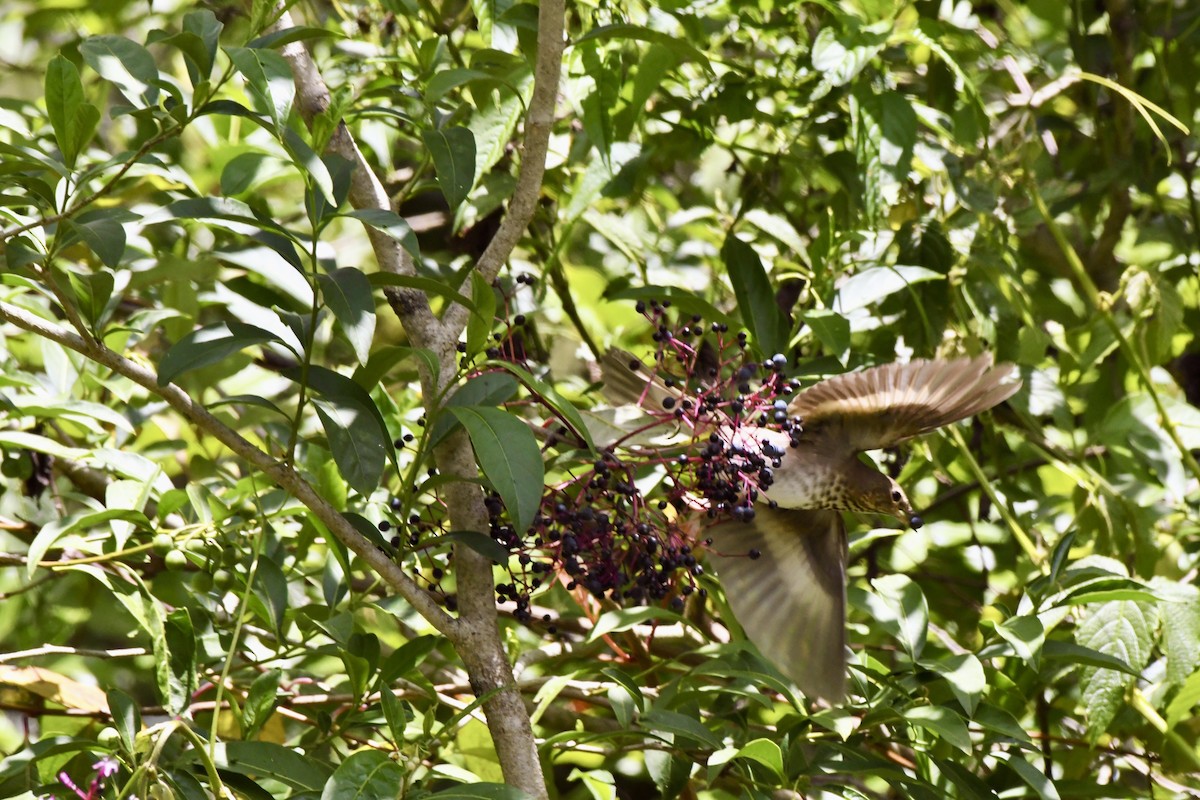 Grive à dos olive - ML610248165