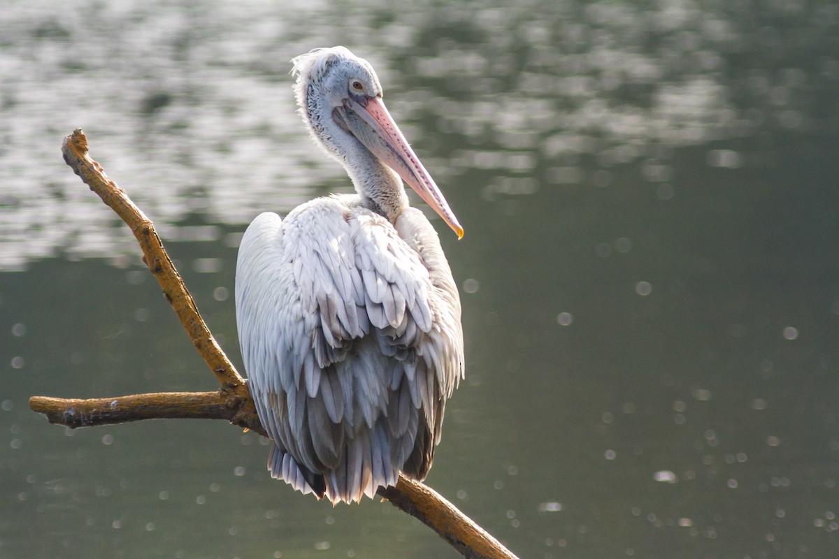 Spot-billed Pelican - ML610248342