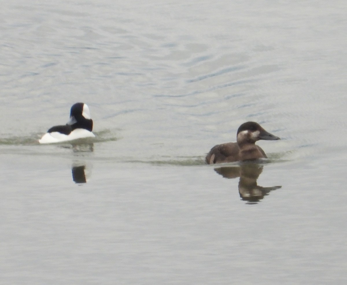 Surf Scoter - ML610248359