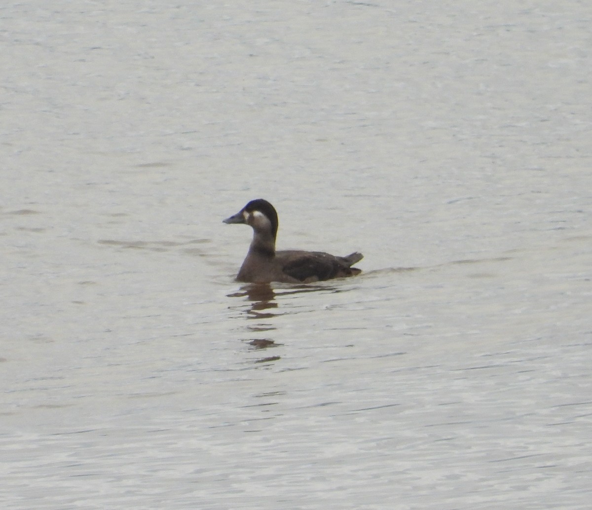 Surf Scoter - ML610248360