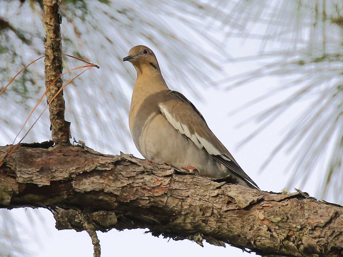 White-winged Dove - ML610248386