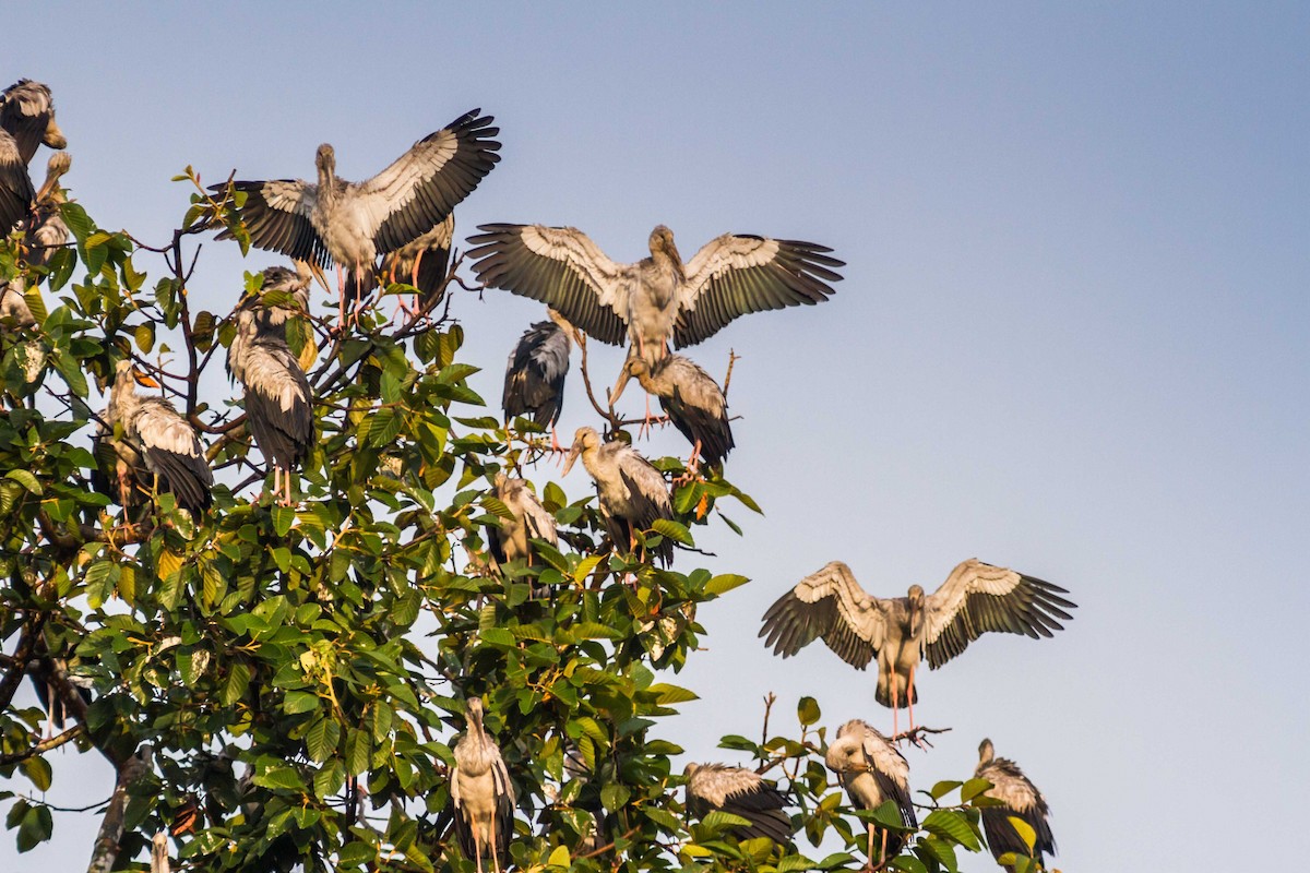 Asian Openbill - ML610248490