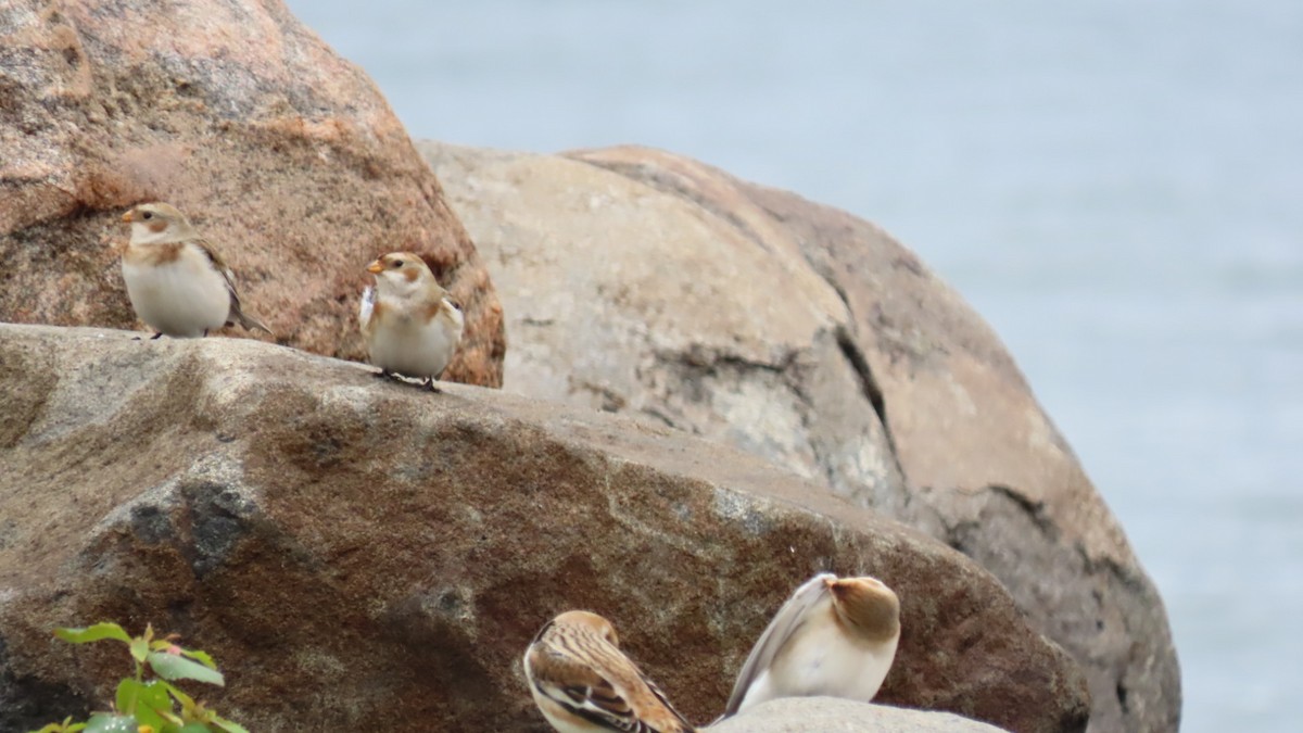 Snow Bunting - ML610248534