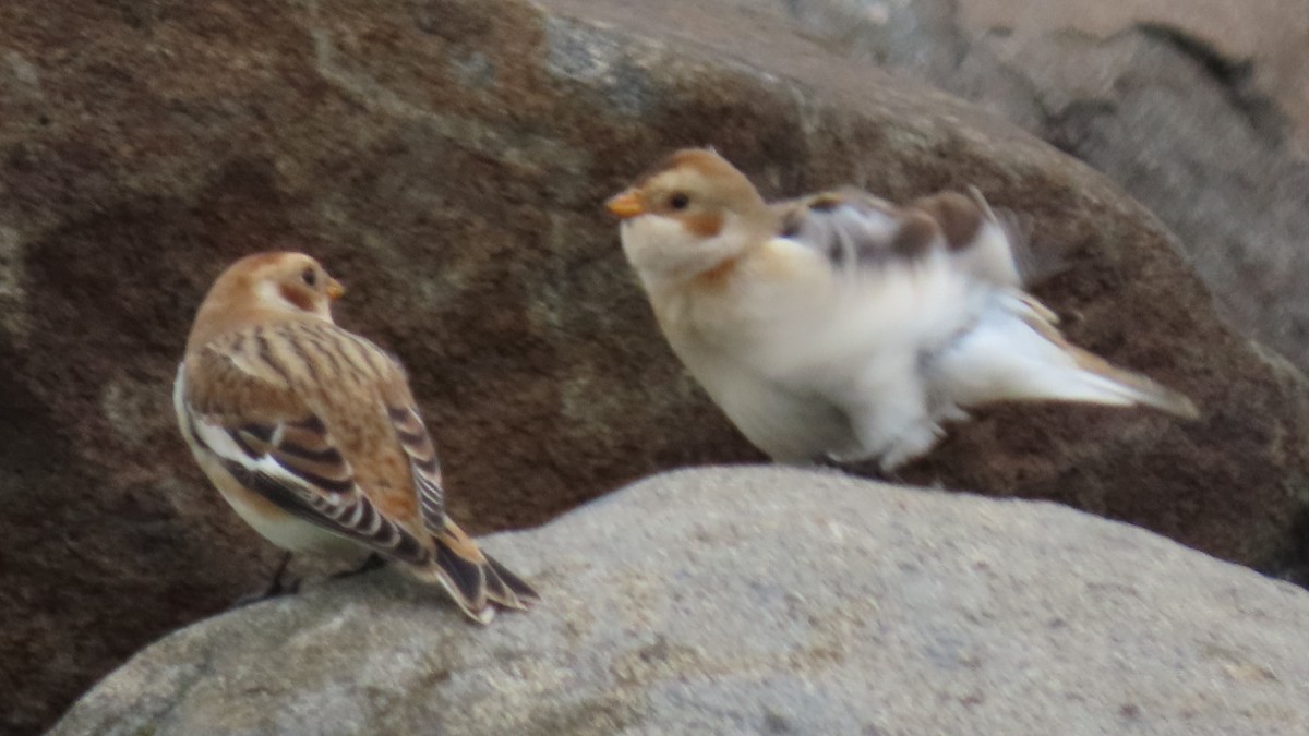 Snow Bunting - ML610248535