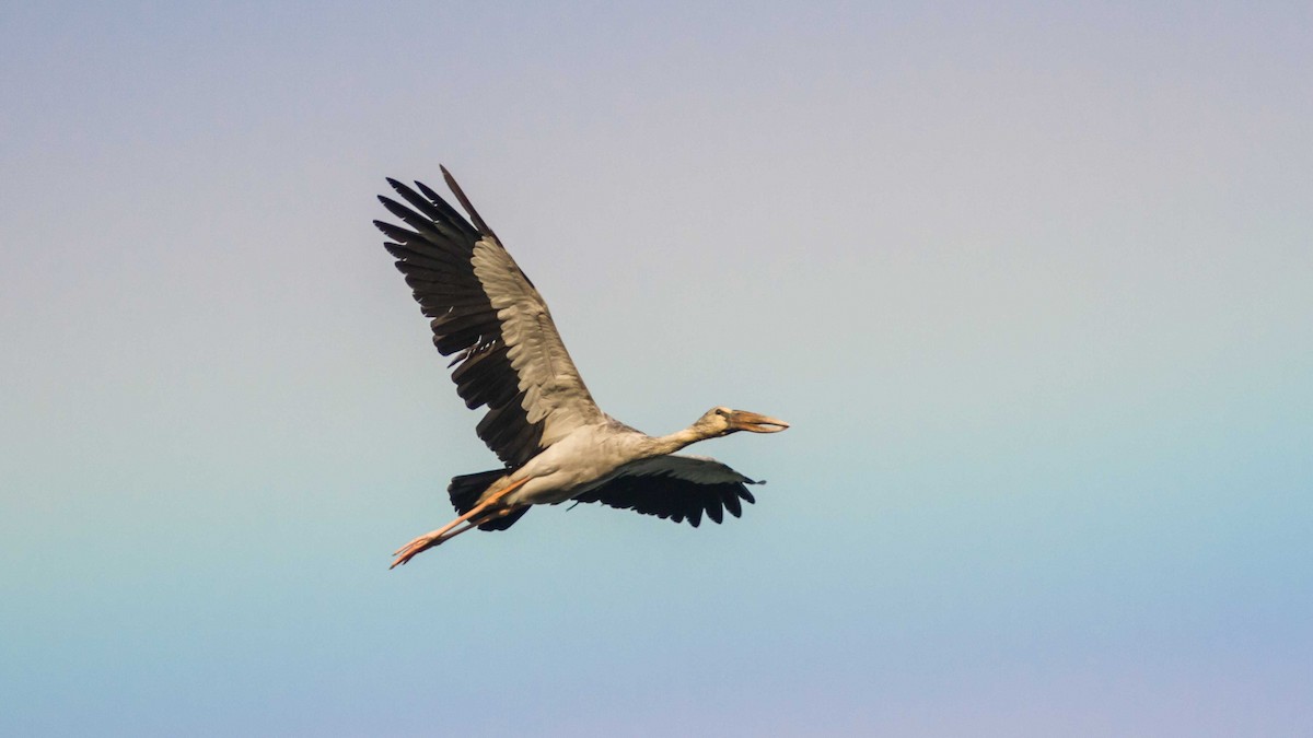 Asian Openbill - Kilian Weixler