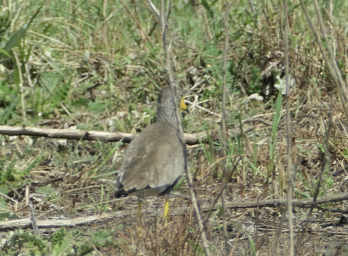 Wattled Lapwing - ML610248565