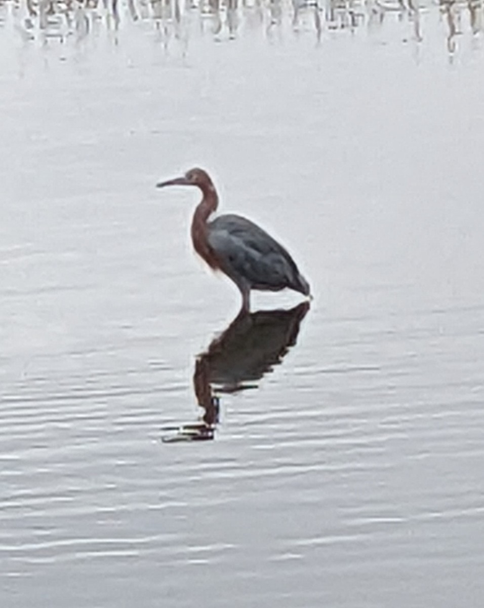 Reddish Egret - ML610248568