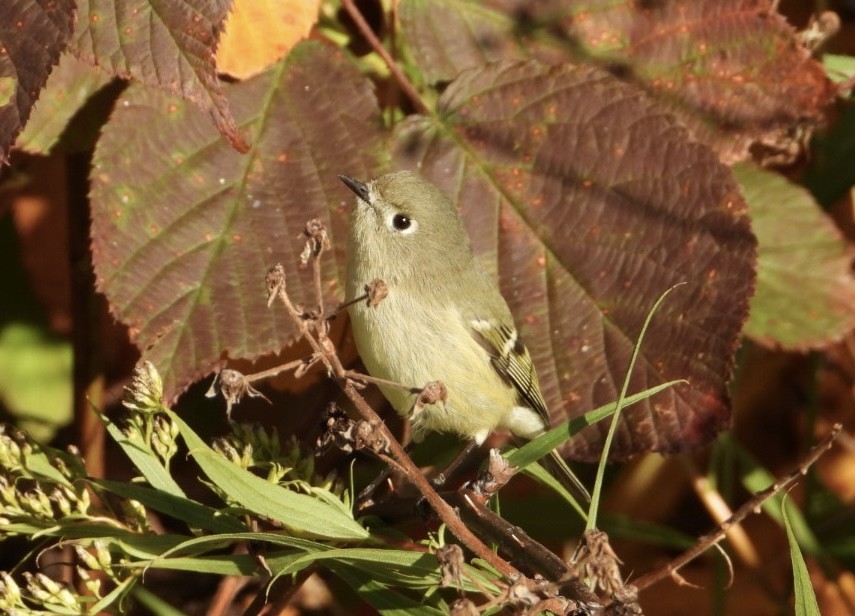 Ruby-crowned Kinglet - ML610248573